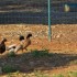 Oies et canards