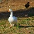 Oies et canards