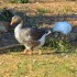 Oies et canards
