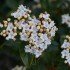 Fleurs sauvages