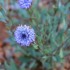 Fleurs sauvages