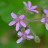 Fleurs sauvages