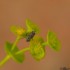 Une mouche