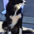 Les chiens