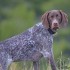 Les chiens