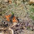 Papillons