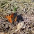 Papillons