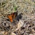 Papillons