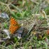 Papillons