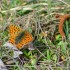Papillons