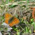 Papillons