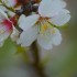 Fleurs