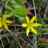 Fleurs des pré