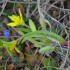 Fleurs des pré