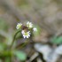 Fleurs des pré