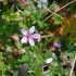 Fleurs des pré