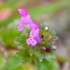 Petite fleur