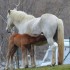 Chevaux
