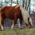 Chevaux