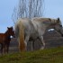 Chevaux