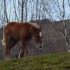 Chevaux