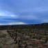Vignes