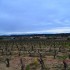 Vignes