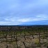 Vignes