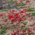 Vignes