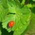 Coccinelle