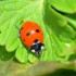 Coccinelle