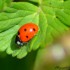 Coccinelle