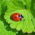 Coccinelle