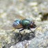 Mouche