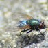 Mouche