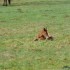 Poulain