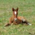 Poulain