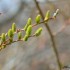 Bourgeons