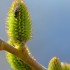 Bourgeons
