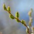 Bourgeons