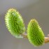 Bourgeons