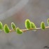 Bourgeons