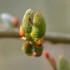 Bourgeons
