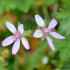 Quelques Fleurs