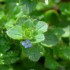 Quelques Fleurs