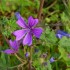 La mauve sauvage