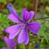 La mauve sauvage