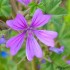 La mauve sauvage