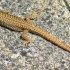 Lézard