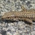 Lézard